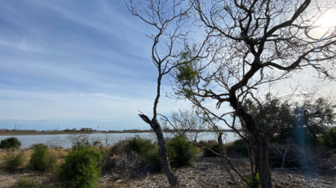 Leafless trees and shrubs stand in the foreground with a river or lake behind them. The sky is mostly clear with some faint clouds, and the sun is shining brightly from the right side of the image.